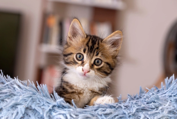 Multi-Cat Households