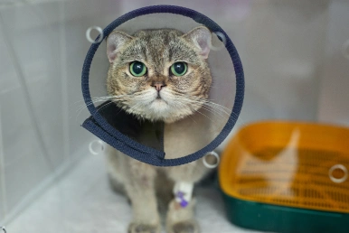 Veterinary Pet Surgery