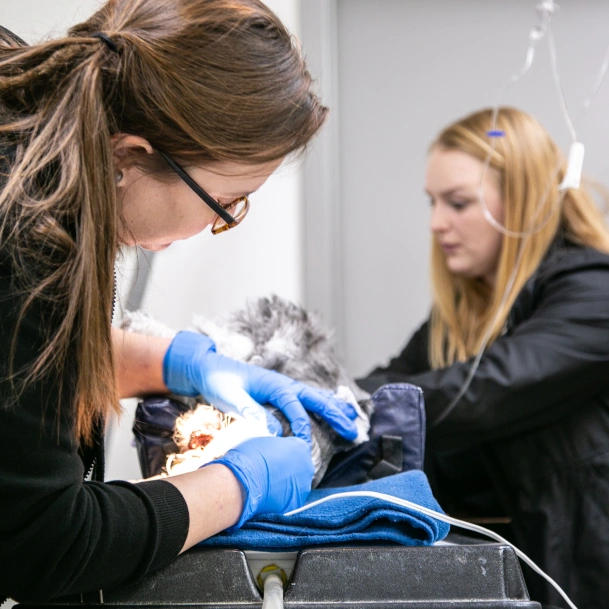 Veterinary Pet Surgery