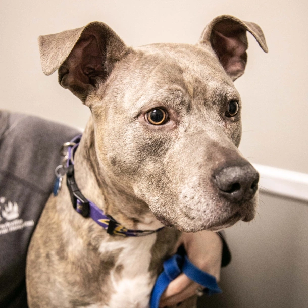 PetDesk Good for Pet Owners