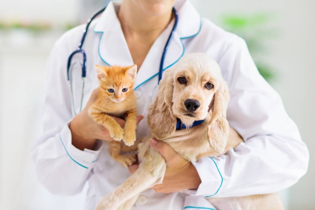 preventive-care-dogs-cats-live-longer